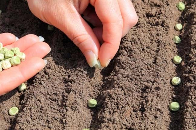 person sowing pea seeds in straight line channels in the soil
