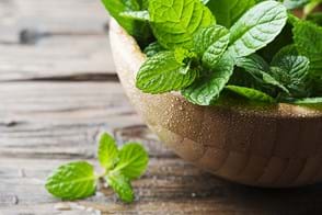 how to grow mint 2