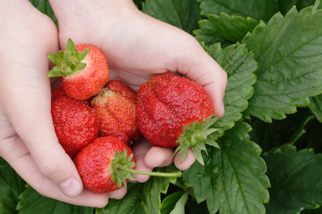 Holding Strawberries Image