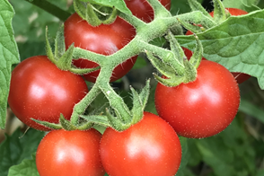 Spring Tomato Image