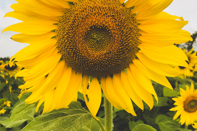 Sunflower Image