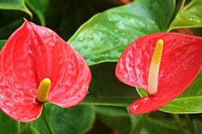 how to grow anthurium 4