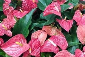 how to grow anthurium 3