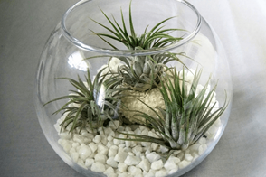 How to Grow Air Plants