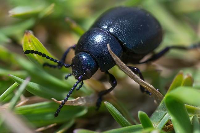 black beetle 1