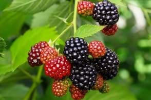 Blackberry Control in Your Garden