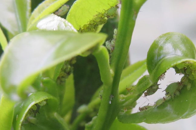 Aphids clustered along Citrus stems and leaves